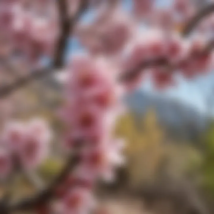 A close-up view of flowering plum tree blossoms in full bloom, showcasing delicate petals and vibrant colors.