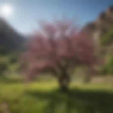 Flowering Plum Tree in Natural Habitat A serene landscape featuring a flowering plum tree amidst Utah's natural scenery, highlighting its ecological setting.