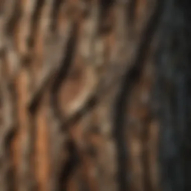 Textural Elegance of Filipes Bark Close-up view of filipes bark texture and patterns.