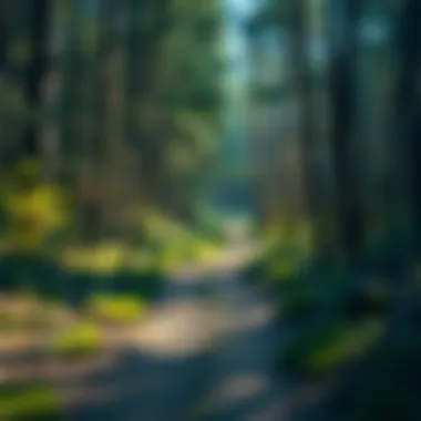 A serene forest path inviting hikers to explore the natural beauty of Mt. Zion