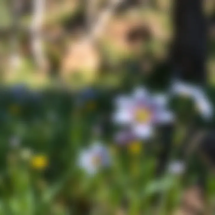 Wildflowers blooming along the Mt. Zion Trail, illustrating the area's ecological diversity