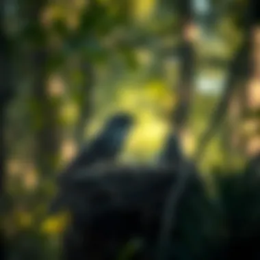 A forest environment showing nesting birds in their habitat