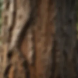 A close-up view of an oak tree's bark showcasing its texture and resilience