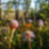 A panoramic view of the Pine Hill Trail showcasing diverse flora.