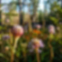 A panoramic view of the Pine Hill Trail showcasing diverse flora.