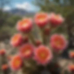 Vibrant blossoms of the prickly pear cactus in full bloom