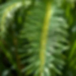 Close-up of Chinese silvergrass showcasing its unique blade structure