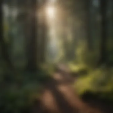 Exploring the Relevance of Seledent Local 28 in Woodland Stewardship Introduction Exploring the Relevance of Seledent Local 28 in Woodland Stewardship Introduction