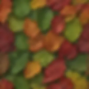Close-up of tree leaves transitioning from green to red