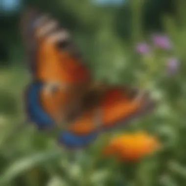 A vibrant butterfly resting on a wildflower in a Nebraska prairie, symbolizing the state's biodiversity.