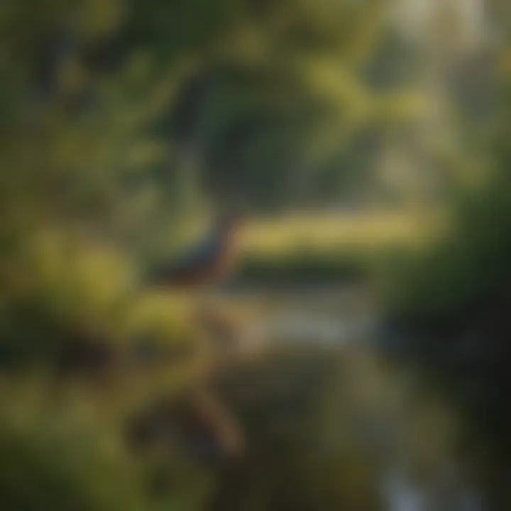 Close-up of a wetland habitat teeming with diverse bird species in Nebraska.