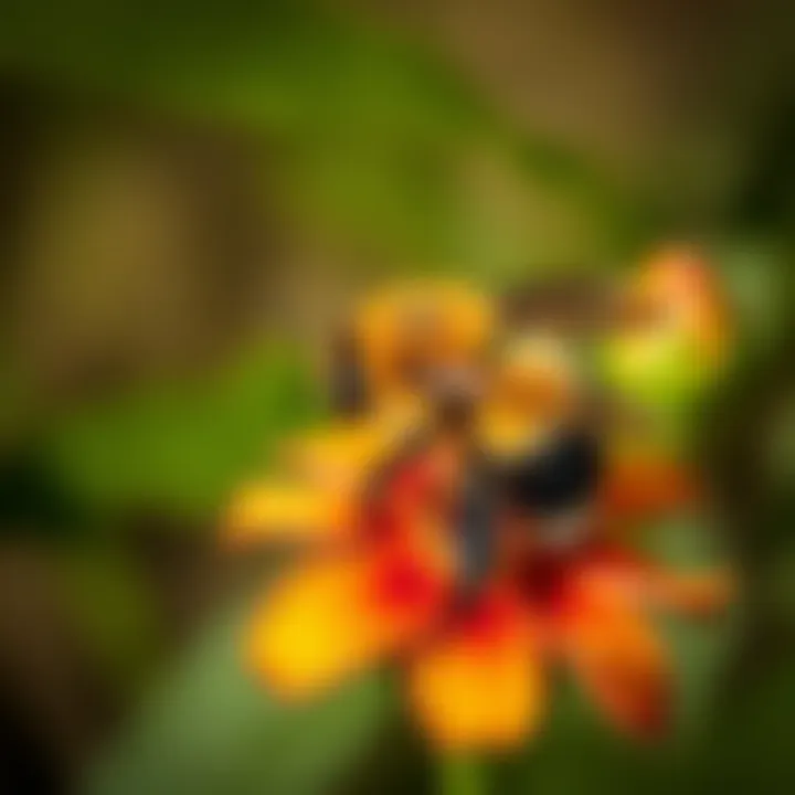 Unique Morphology of Burrowing Bumble Bee A burrowing bumble bee on a vibrant flower, showcasing its unique morphology