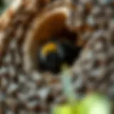 A close-up view of a burrowing bumble bee entering its nest