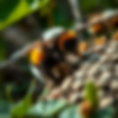 Ecological Significance of Burrowing Bumble Bees An infographic illustrating the ecological significance of burrowing bumble bees