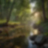 A serene view of Clear Creek meandering through a lush woodland