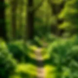 Lush green trail surrounded by trees in Ohio