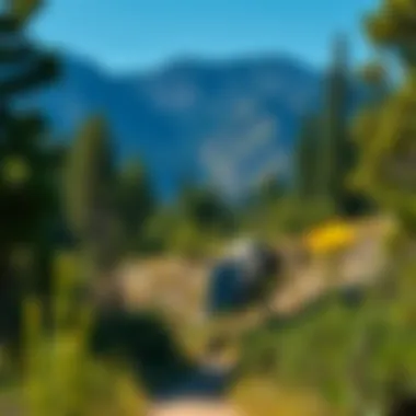 Lush landscape of San Bernardino National Forest showcasing diverse flora