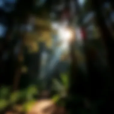 Sunlight filtering through the canopy of a dense forest trail