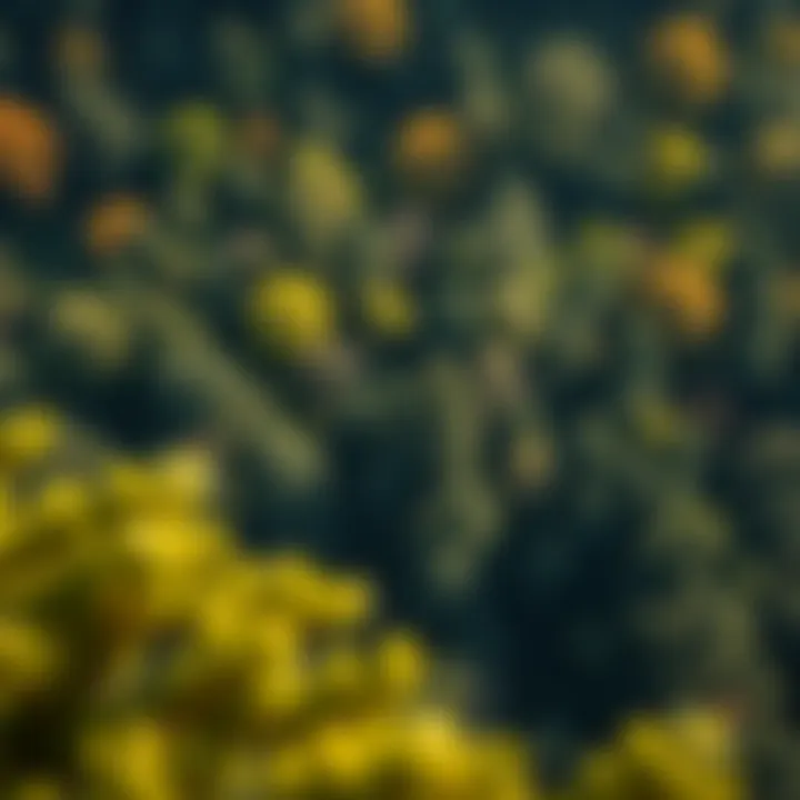 Infographic depicting the ecological benefits of urban forests