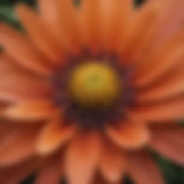 Close-up of a unique flower native to West Virginia found in the gardens.