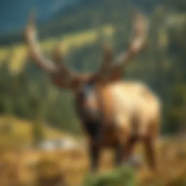 Majestic Elk in the Valley A close-up of a majestic elk grazing in the lush valley