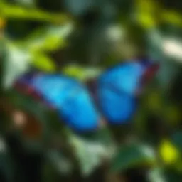 A vibrant Blue Morphos butterfly perched on a lush green leaf.