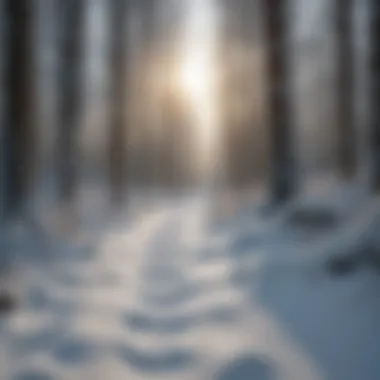 Footprints in the snow leading into a peaceful woodland area.