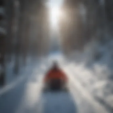 A toboggan descending a snowy hill surrounded by tall pine trees.