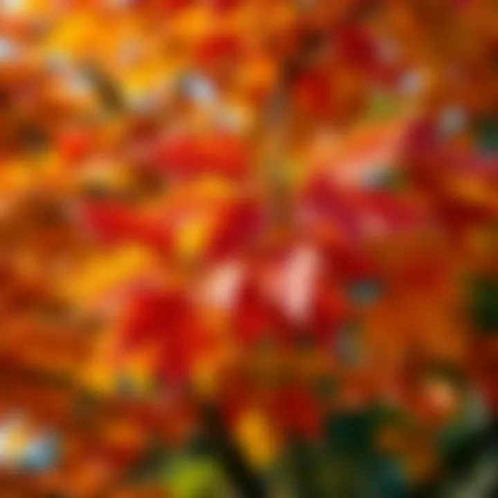 Colorful autumn leaves of a Bigleaf Maple tree