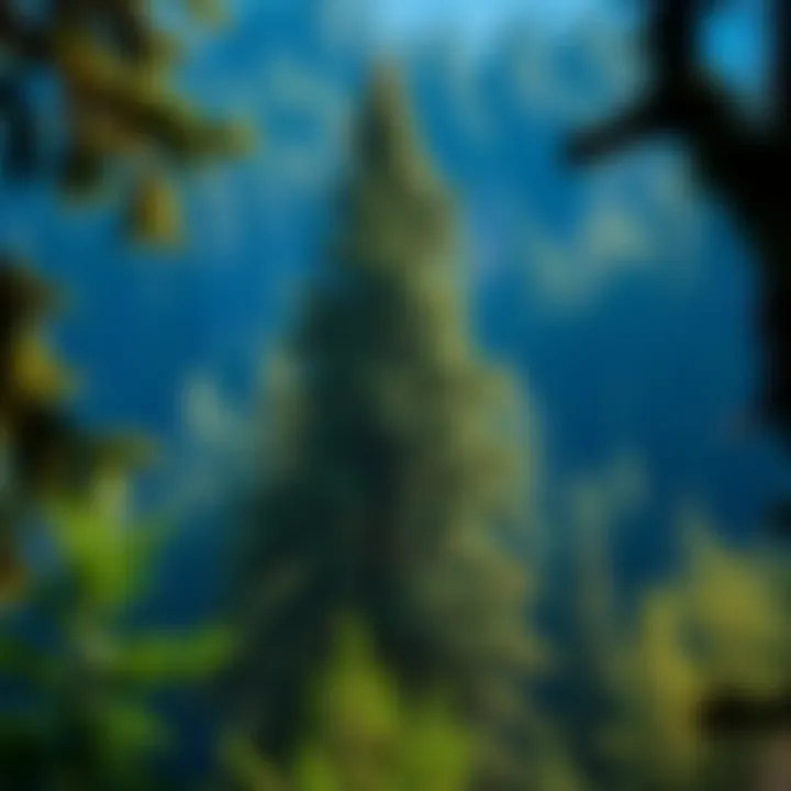 Majestic Douglas Fir standing tall in a lush forest