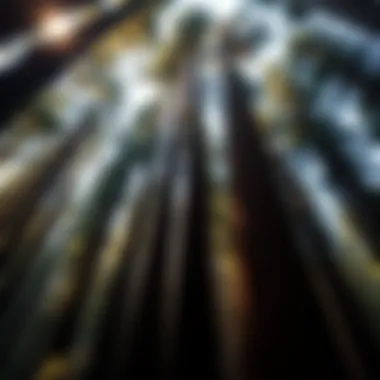 Canopy of towering Redwoods bathed in sunlight