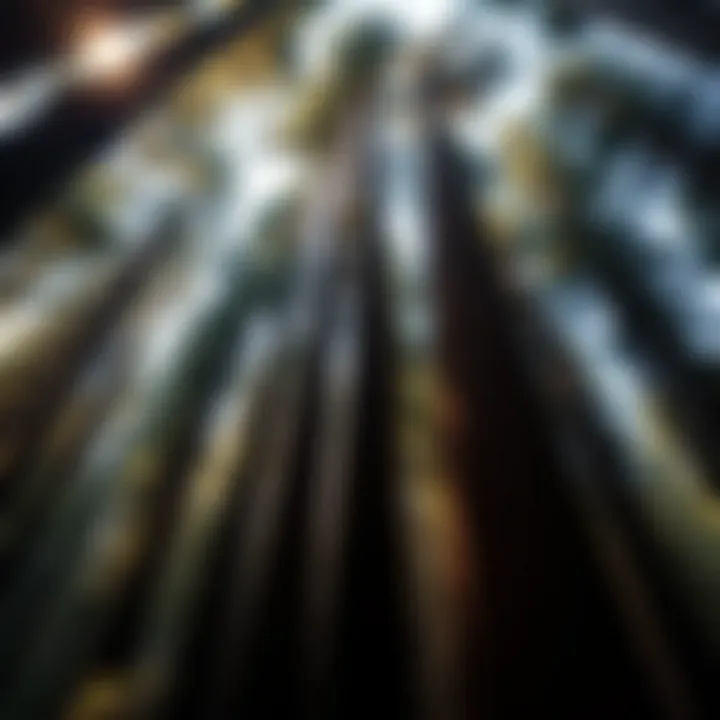 Canopy of towering Redwoods bathed in sunlight