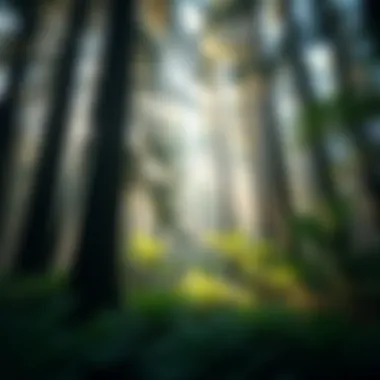 Lush grove of Western Hemlock surrounded by ferns