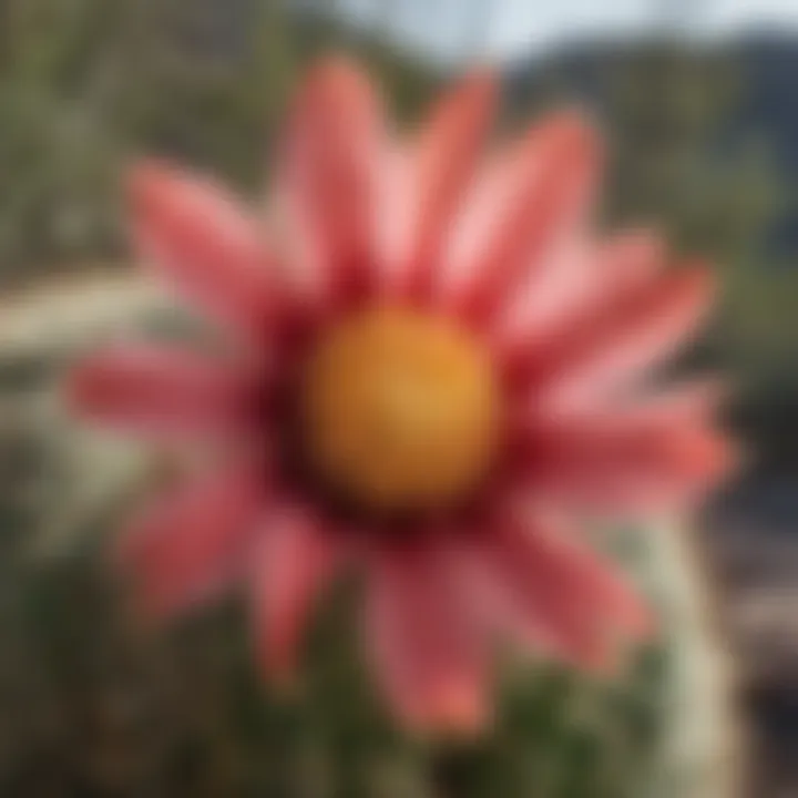 Close-up of a rare cactus flower blooming in Ventana Canyon, highlighting its ecological significance.