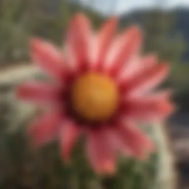 Rare Cactus Flower in Ventana Canyon Close-up of a rare cactus flower blooming in Ventana Canyon, highlighting its ecological significance.
