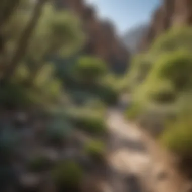 Winding Trail in Ventana Canyon A winding trail through the diverse flora of Ventana Canyon, inviting hikers to explore its depths.