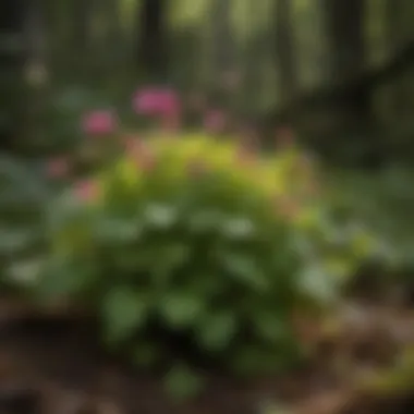 Growth Habits of Violet Wood Sorrel Infographic illustrating the growth habits of violet wood sorrel