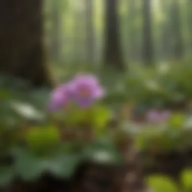 Close-up of violet wood sorrel plant in a natural setting