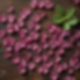 Violet wood sorrel seeds displayed on a wooden surface