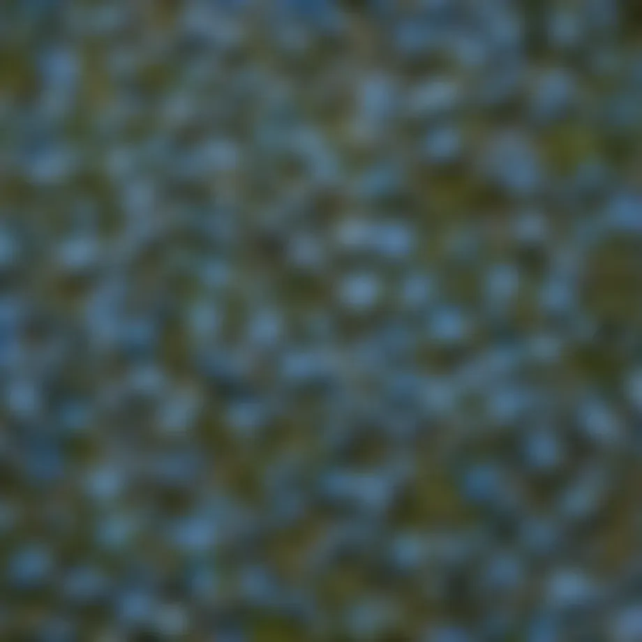 Close-up view of Water Forget-Me-Not seeds on a natural background