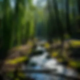 Serene view of a willow stream meandering through a vibrant forest