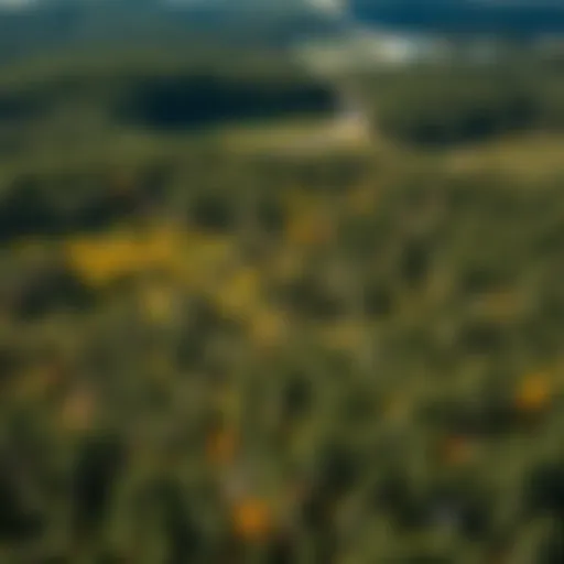 Diverse Windbreaks Enhancing Forestry Aerial view of diverse windbreaks in a forested landscape