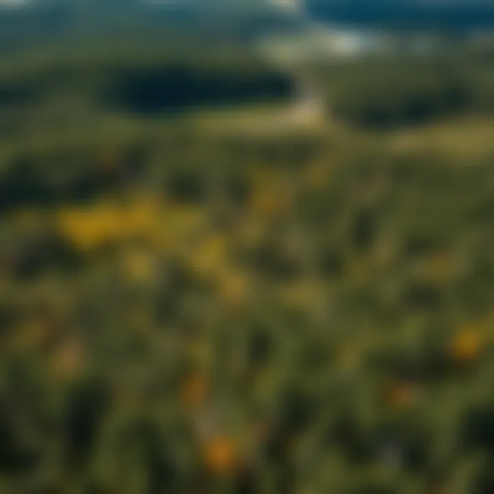 Diverse Windbreaks Enhancing Forestry Aerial view of diverse windbreaks in a forested landscape