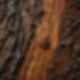 Close-up of yakisugi wood texture