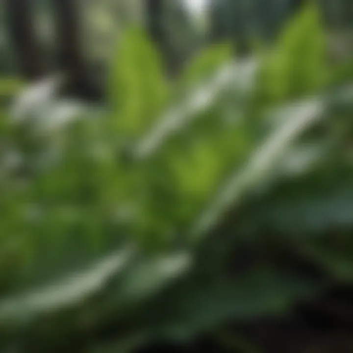 Fresh Yerba Santa leaves showcasing their vibrant green color