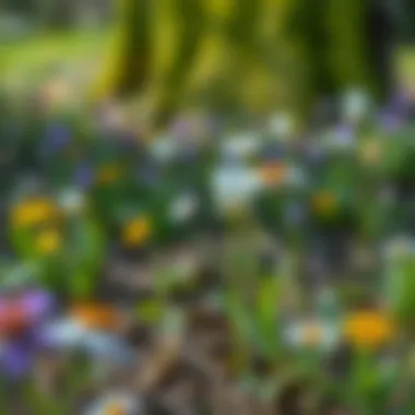 A sustainable fertilization method using organic compost in a wildflower bed