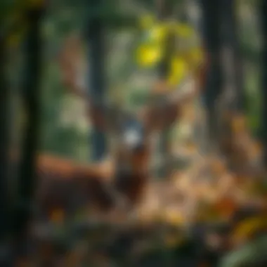 Illustration of deer management practices