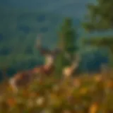 Scenic view of Florida's wilderness during deer season