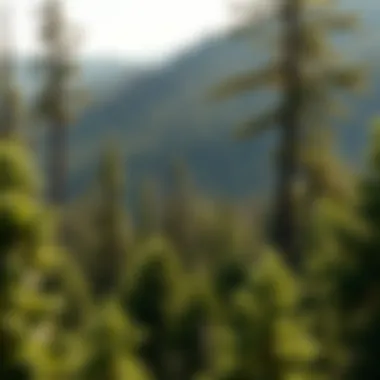 Forestry practices contributing to carbon capture