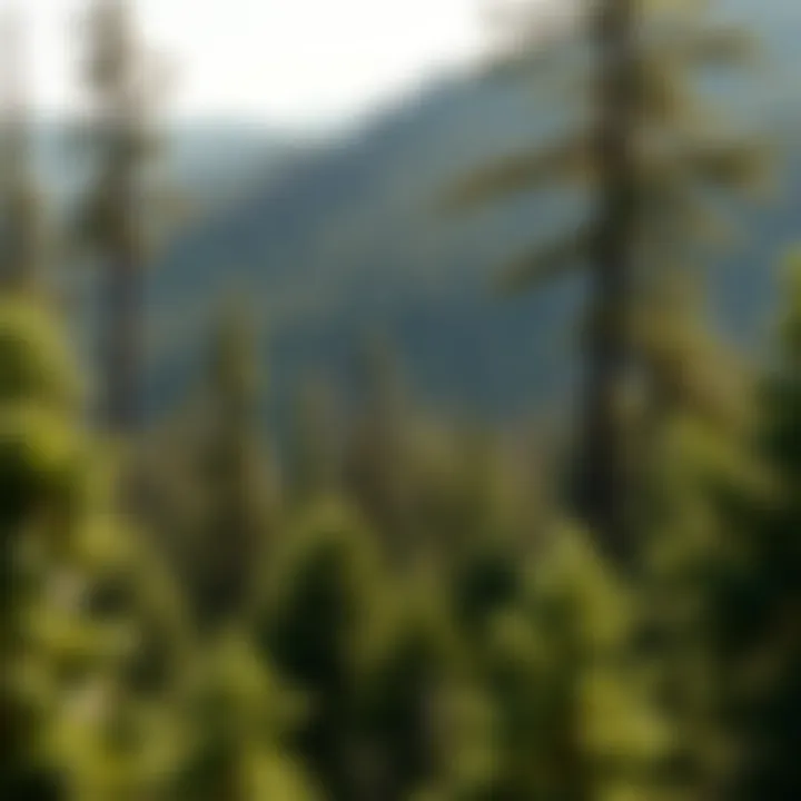 Forestry practices contributing to carbon capture